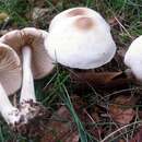 Imagem de Marasmius nigrodiscus (Peck) Halling 1983