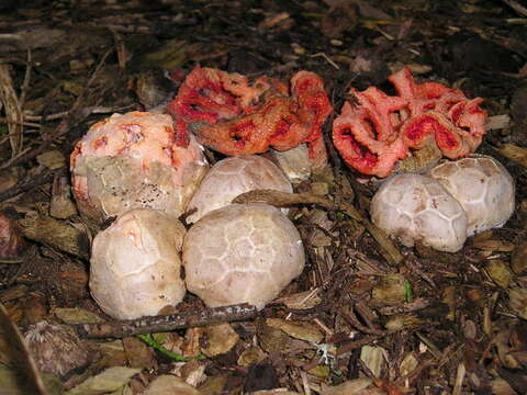 Image of Clathrus