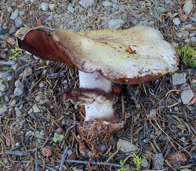 Image of Agaricus moronii Kerrigan 2016