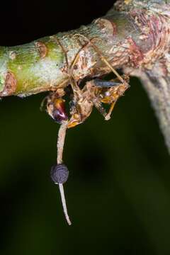 Image of Ophiocordyceps