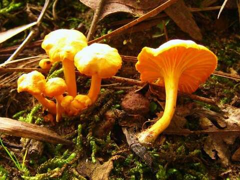 Image of Cantharellus minor Peck 1872