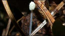 Image of Mycena chloroxantha Singer 1983