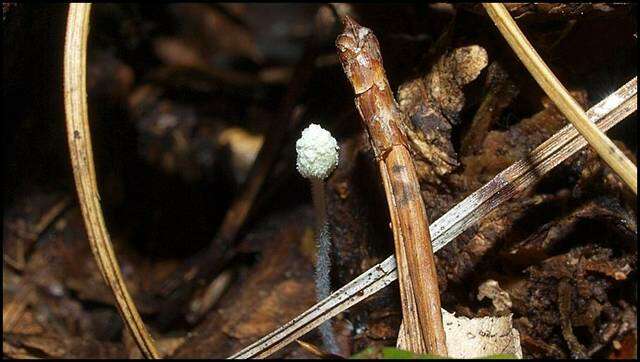 Image of Mycena chloroxantha Singer 1983