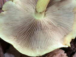 Imagem de Hypholoma