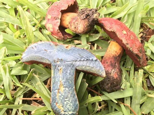 Image of Rubroboletus rhodosanguineus (Both) Kuan Zhao & Zhu L. Yang 2014