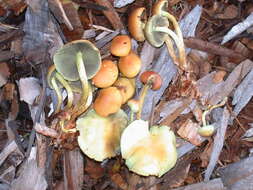 Imagem de Hypholoma