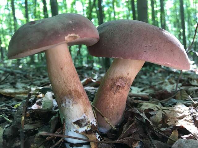 Image of Reddish brown bitter bolete