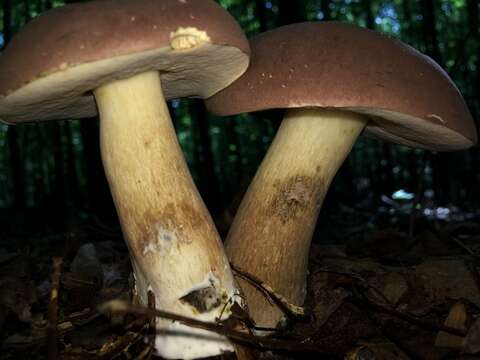 Imagem de Tylopilus rubrobrunneus Mazzer & A. H. Sm. 1967