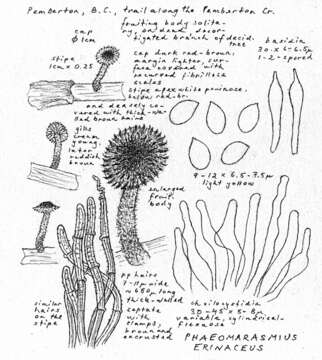 Image of Phaeomarasmius