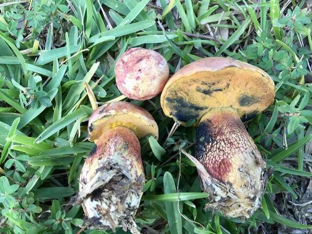 Image of Butyriboletus floridanus (Singer) G. Wu, Kuan Zhao & Zhu L. Yang 2016