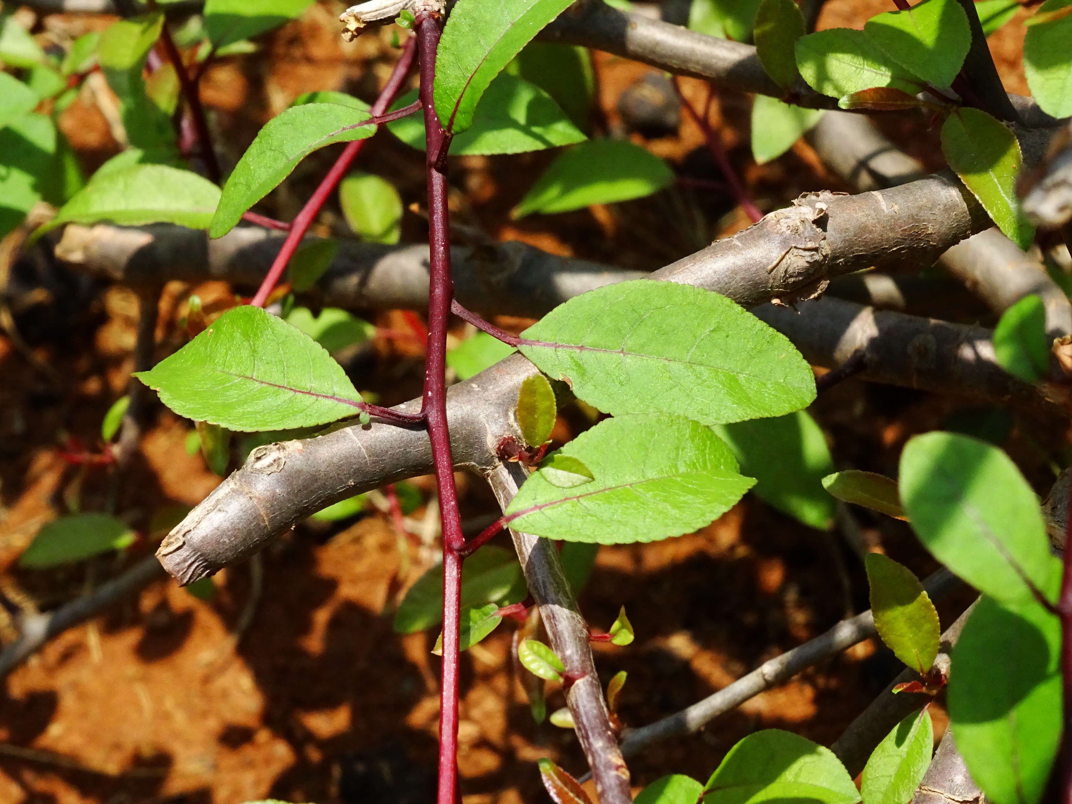 Image of Commiphora grandifolia Engl.