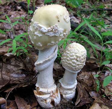 Image of Amanita velatipes G. F. Atk. 1900