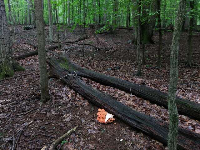 Image of Laetiporus