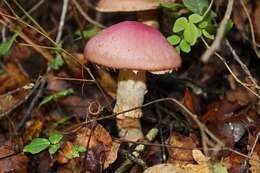 Image of Cortinarius lebre Garrido 1988