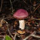 Image of Cortinarius lebre Garrido 1988