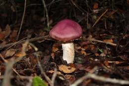 Image of Cortinarius lebre Garrido 1988