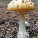 Image of <i>Amanita roseitincta</i> (Murrill) Murrill