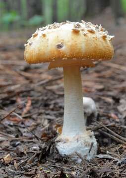 Image of <i>Amanita roseitincta</i> (Murrill) Murrill