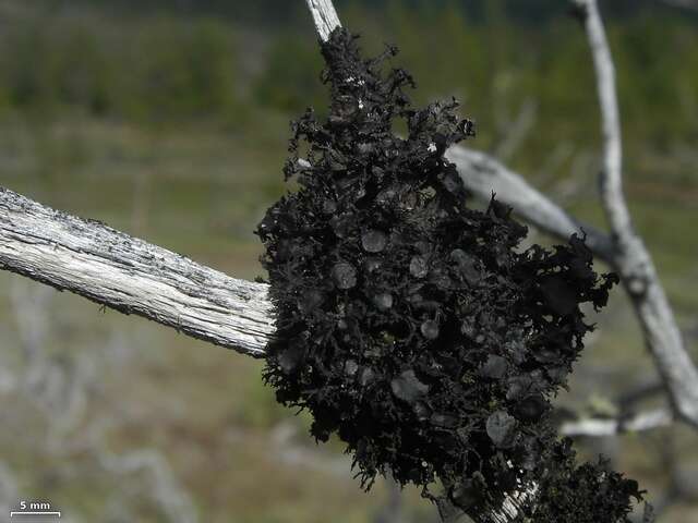 Image of Thornbush lichens