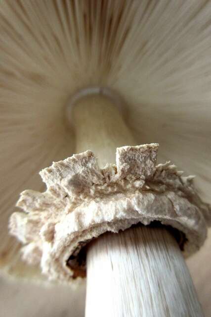 Image de Chlorophyllum