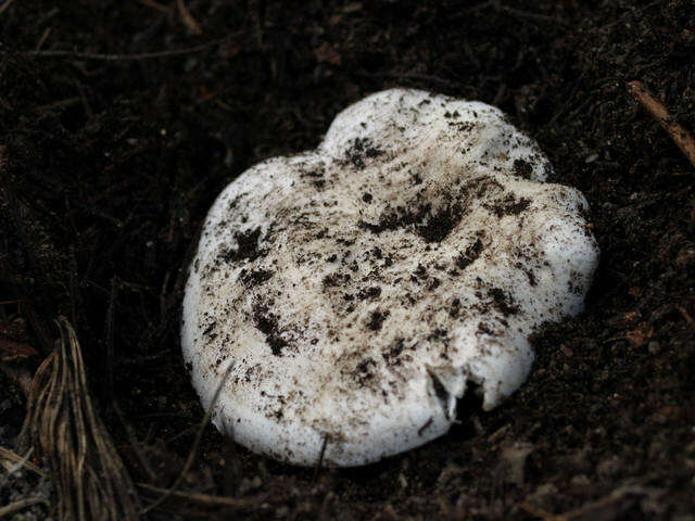 Слика од Hygrophorus subalpinus A. H. Sm. 1941