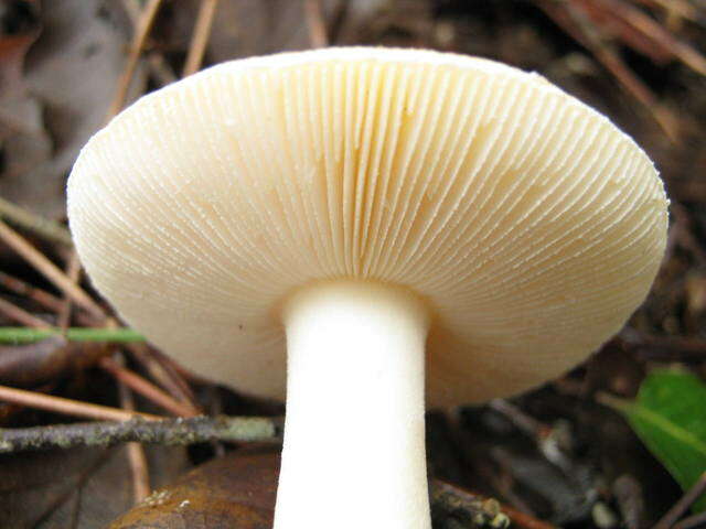 Image of gemmed Amanita