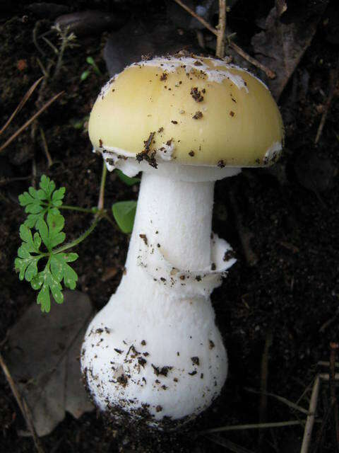 Image of gemmed Amanita