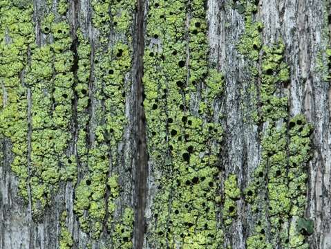 Image of soot lichen