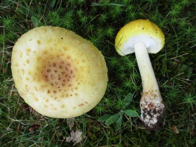 Plancia ëd <i>Amanita flavorubens</i>