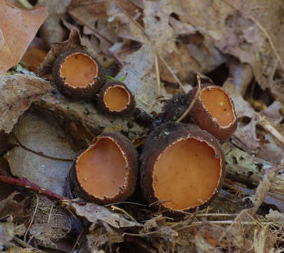 Image of Sarcosomataceae