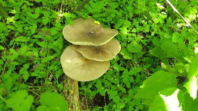 Image of Megacollybia rodmanii R. H. Petersen, K. W. Hughes & Lickey 2008