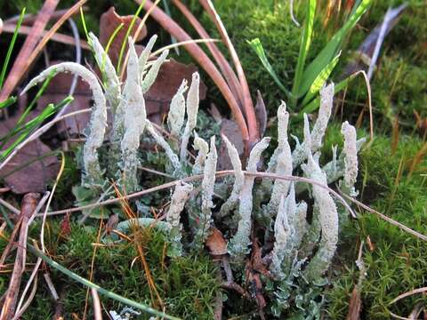 Image of cup lichen