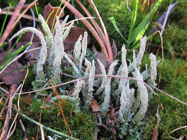 Слика од Cladonia ochrochlora Flörke