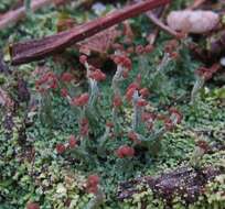 Image of cup lichen