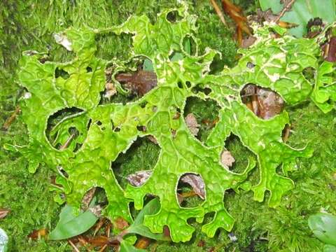 Image of lung lichen