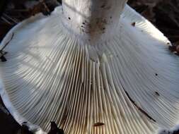 Russula brevipes Peck 1890 resmi