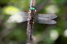 Image of Forcipate Emerald