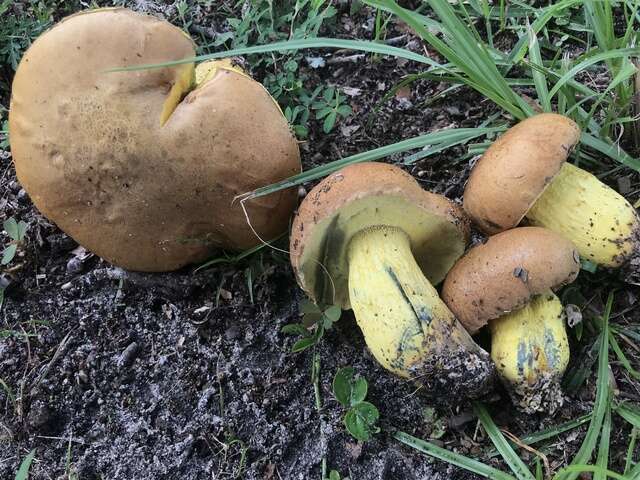 Imagem de Boletus luridellus (Murrill) Murrill 1938