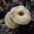 Image of Lentinus tricholoma (Mont.) Zmitr. 2010