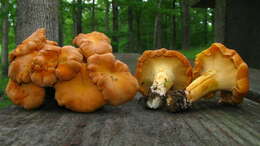 Image of Cantharellus lateritius (Berk.) Singer 1951