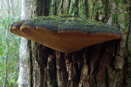 Image of Phellinus