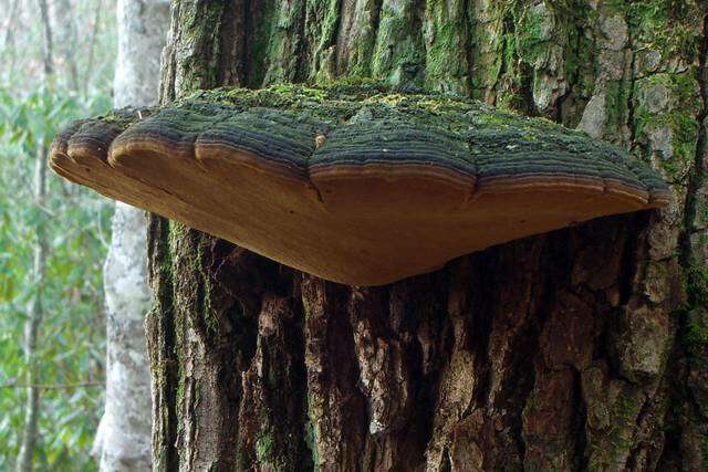 Image de Phellinus