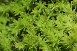 Image of aulacomnium moss