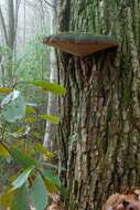 Image de Phellinus