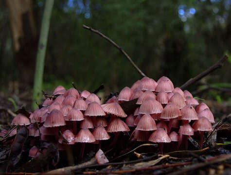 Image of Mycena kuurkacea Grgur. 2003