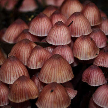 Imagem de Mycena kuurkacea Grgur. 2003