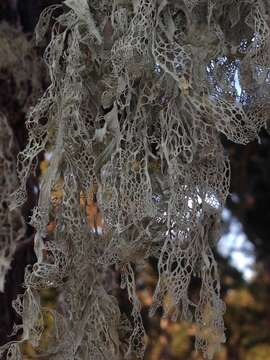 Image of Fishnet;   Menzies' cartilage lichen