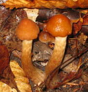 Image of Phaeomarasmius