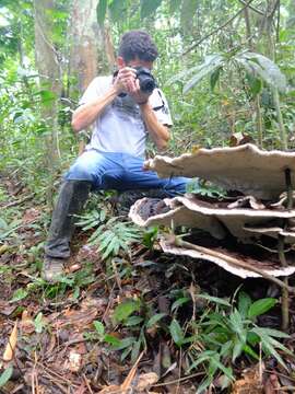 Imagem de Polyporus