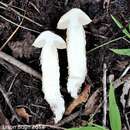 Plancia ëd Austroboletus subflavidus (Murrill) Wolfe 1980